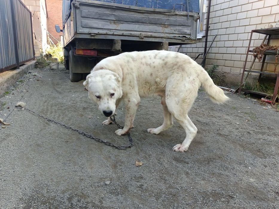 Тобет пёс пастух