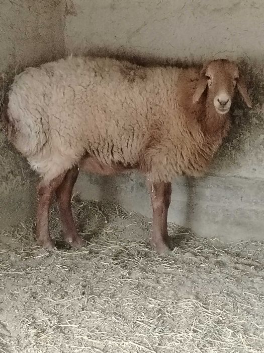 Arashay qo'y sotiladi
