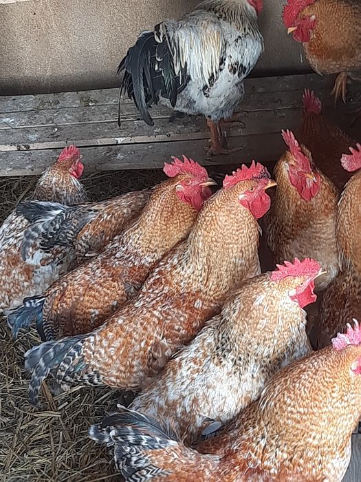 cocoși tineri crescuți la curte schimb cu cereale