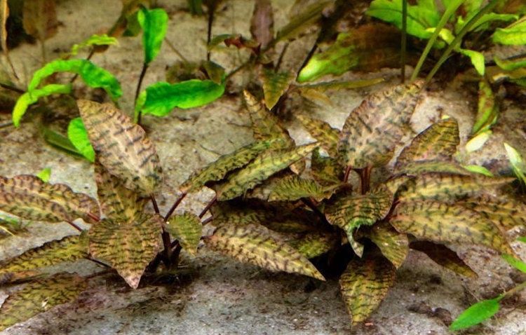 Аквариумные растения "Криптокарина нури"