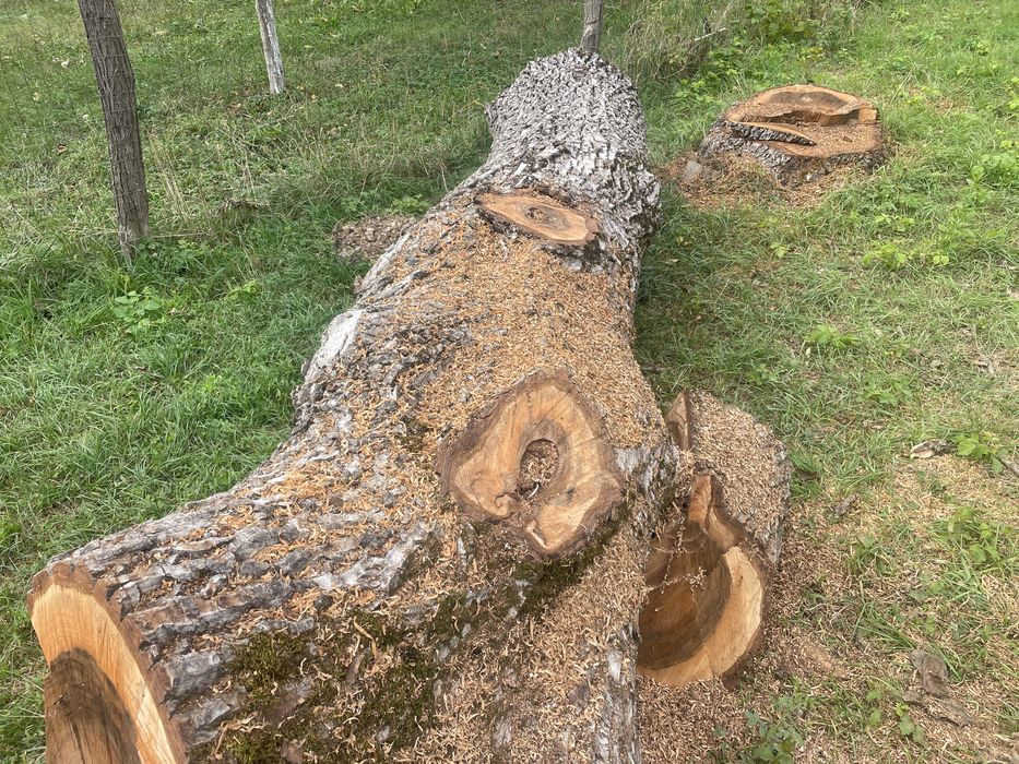 Vand lemn de nuc -trunchi