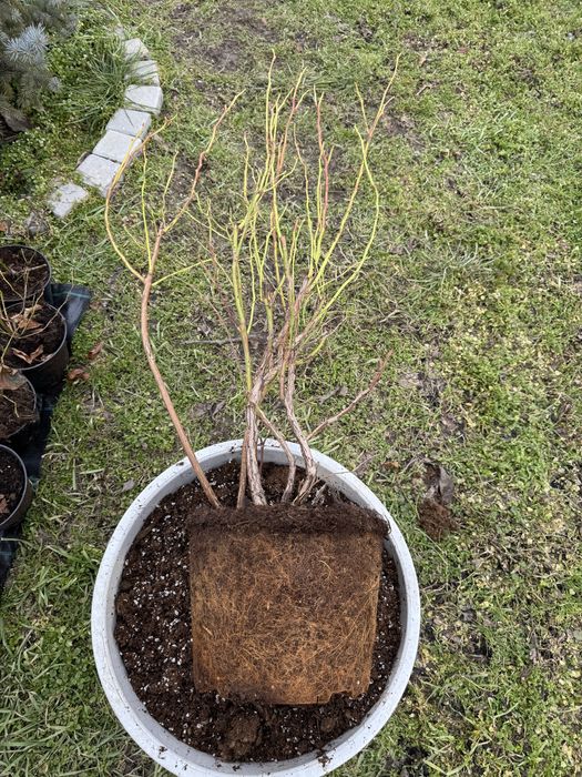 Готови силни, развити и  плододаващи Американски боровинки