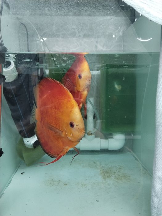 Дискус рабочая пара привазной