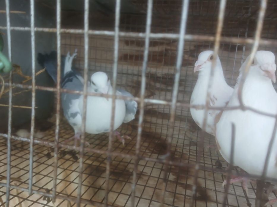 Vând porumbei……..