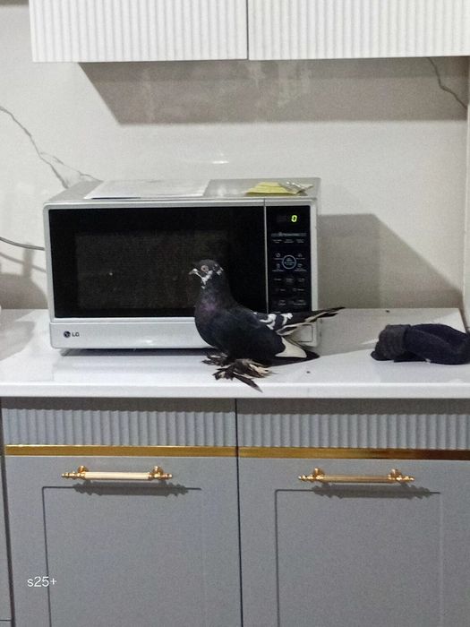 красивые голуби домашный