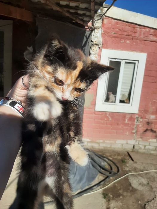 Котята. Домашние