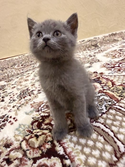 Скотиш фолд вислоухие и с обычными ушками