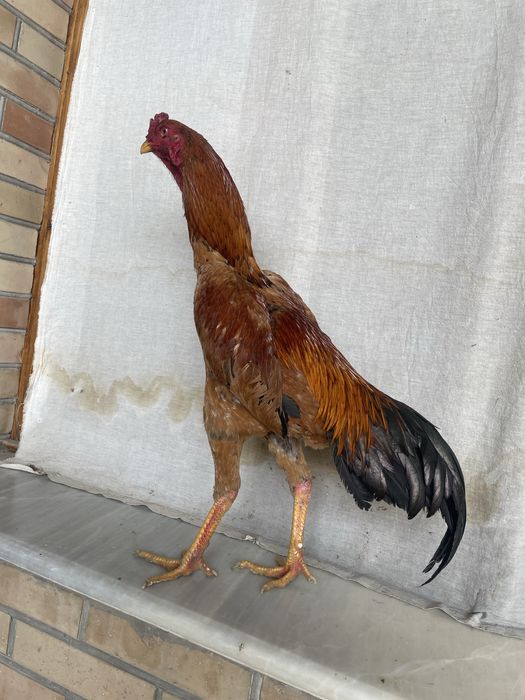 Yapon ataka Xuroz 100% lik narxi kami bor