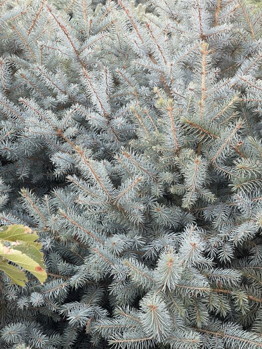 Европейские голубые ели! ОПТОМ! 200$ торг