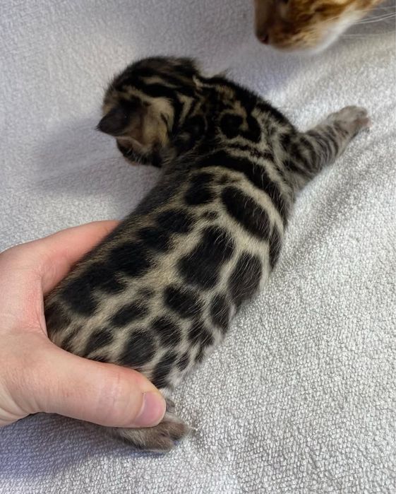 Бенгальские котята