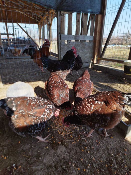 Oua incubat Sussex Portelan