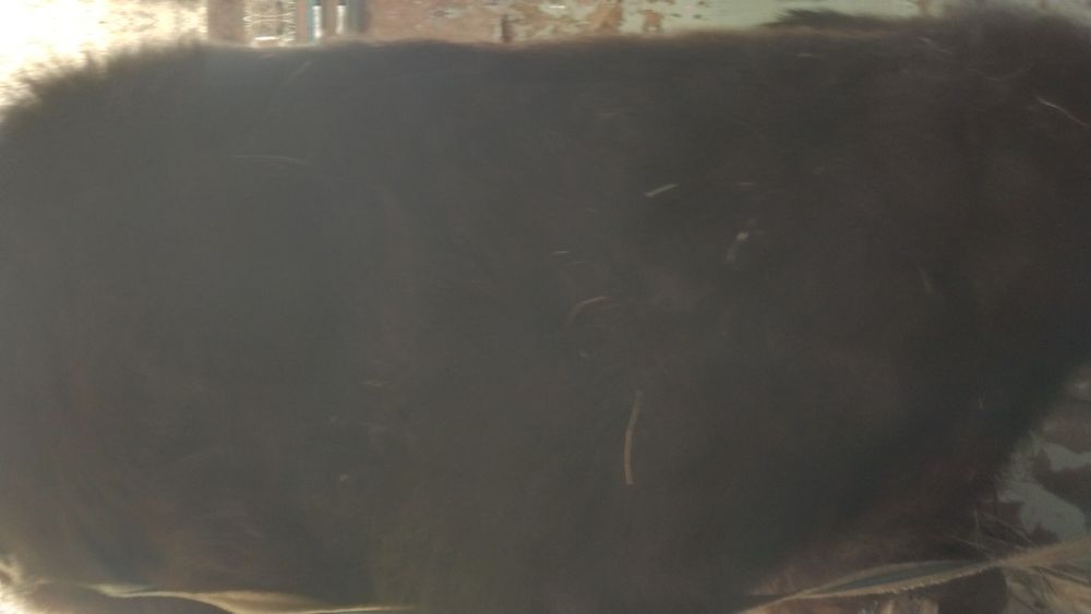 Бычок 11есяцев  бычок