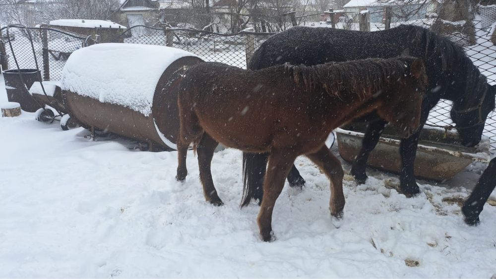 Жабагылар сатылад. Жеребчики продаются