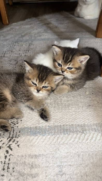 Продаются котята британской золотой шиншиллы