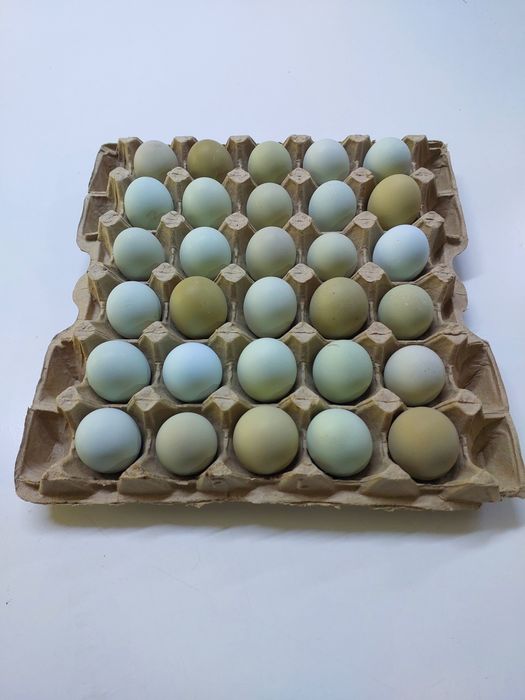 Продам куры петухи!