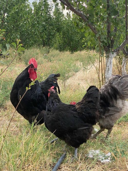 Jo’jalar Qora Jersi va Xanxyap Цыплята Чёрные Джерси и Ханхяп