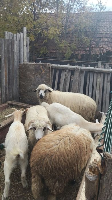 De vânzare 2 ieduta sau schimb cu o mieluta!!