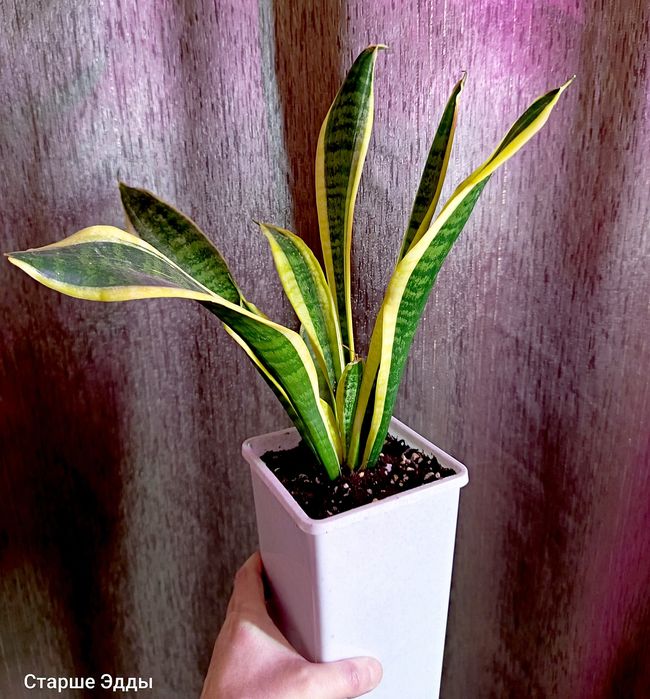 Продам комнатные растения