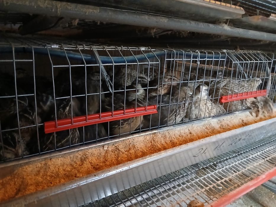 Prepelite ouatoare si Oua de incubat