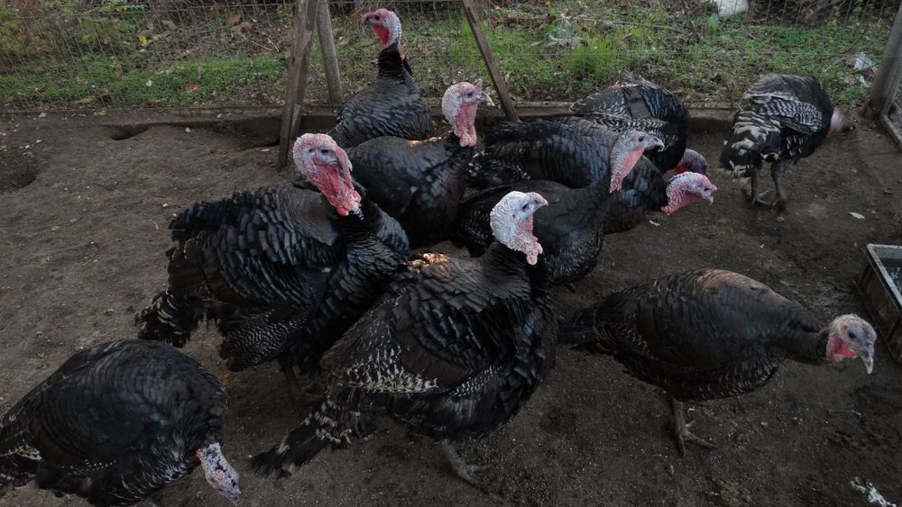 Vând curcani  de carne