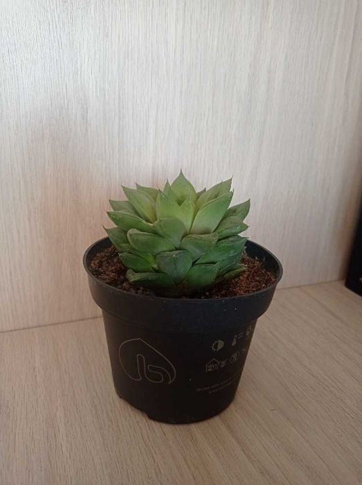 продам суккуленты  хавортию 2 вида,