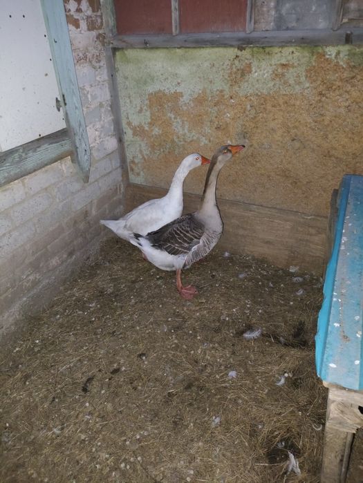 Продам двух гусаков или обмен на гусынь