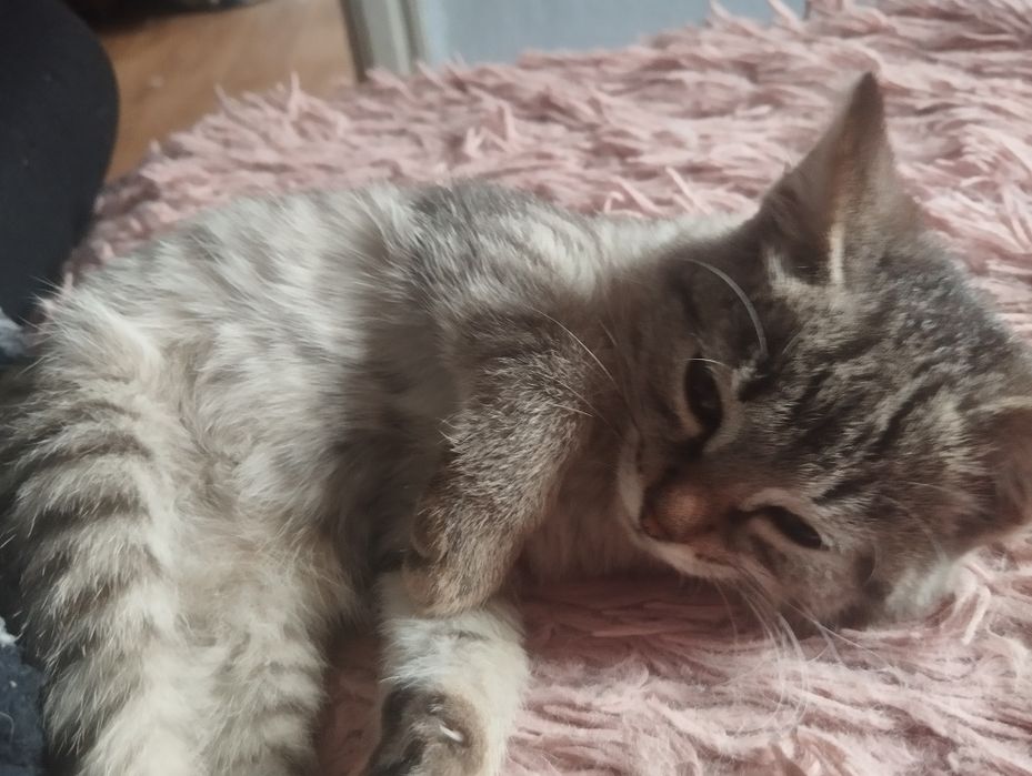 Отдам персидских котят