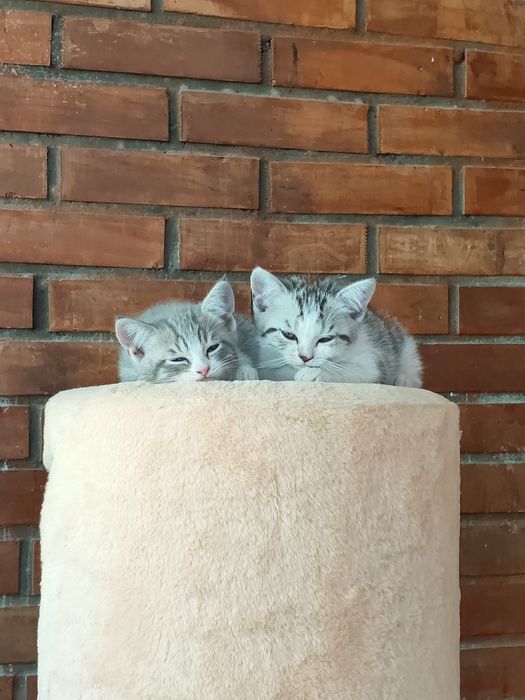 Отдам малышку в добрые руки