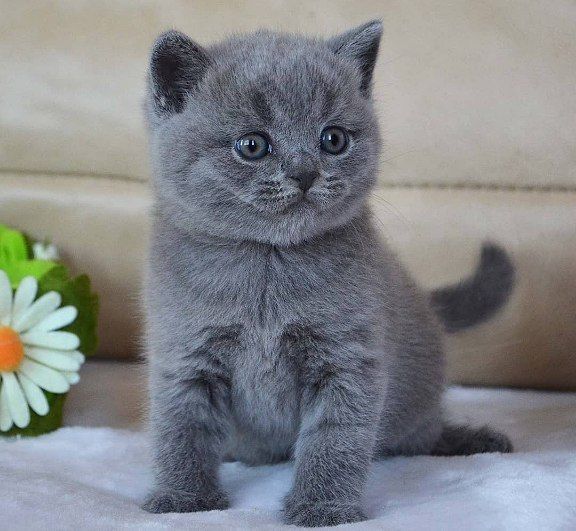 Британские короткошерстные котята