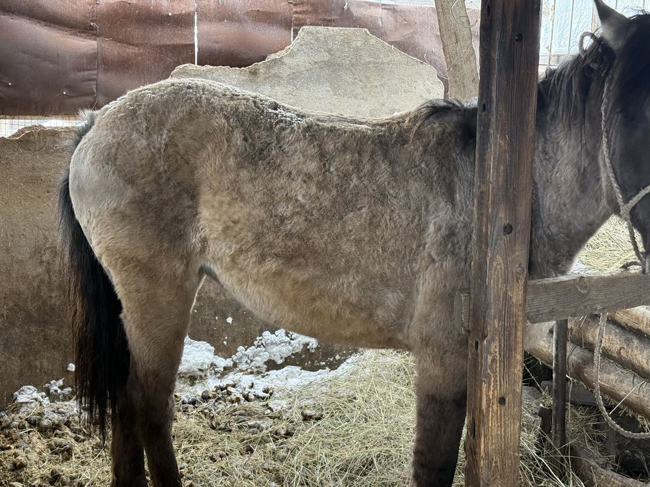 Продам! Байтал. Не жеребая.
