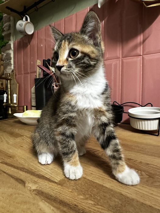 Котенок девочка, примерно 3месяца в добрые руки.
