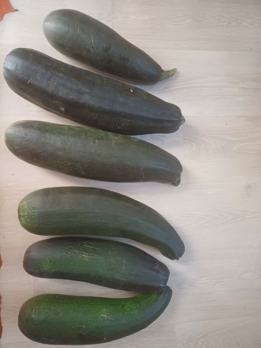 Продам кабачки 6 штук