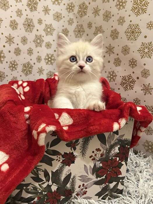 Котенца Регдол/Ragdoll