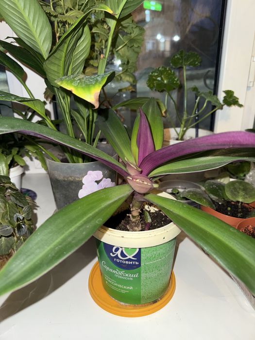 Продам комнатные цветы