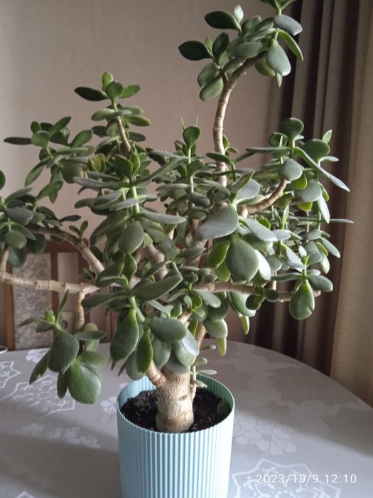 Продам комнатные цветы