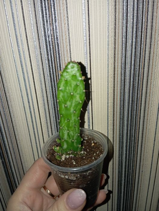 Опунция вариегатная