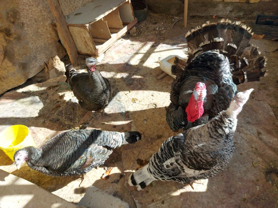 Индуктар сатылады