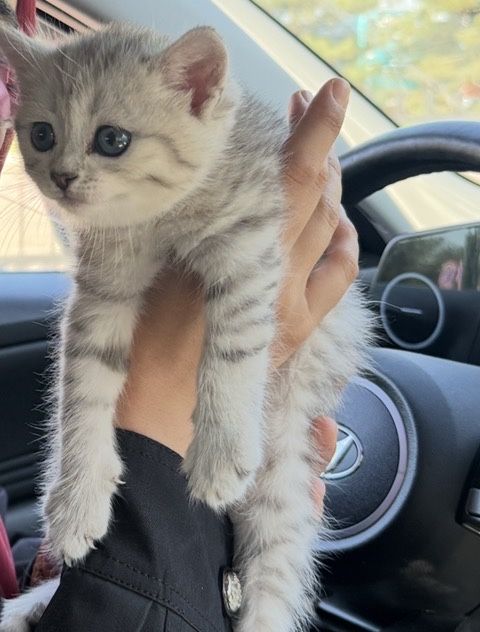 Британский шиншилла