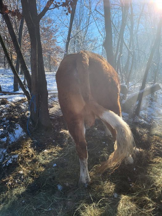 Vand taur baltat de 2 ani