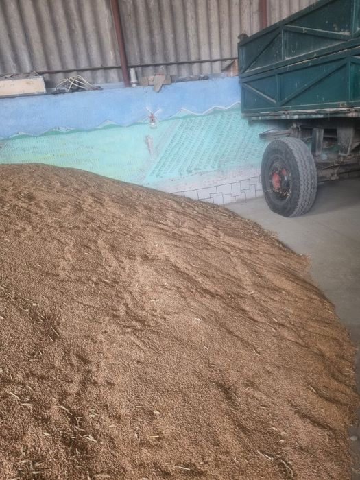 Vând triticale și orz