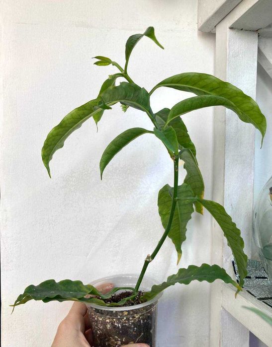 Хойя Локки (Lockii), большой черенок с тремя цветоносами, недорого