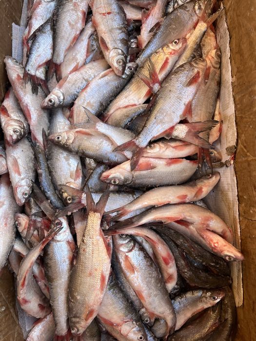 Рыба рыбец (май балык)тг свежий