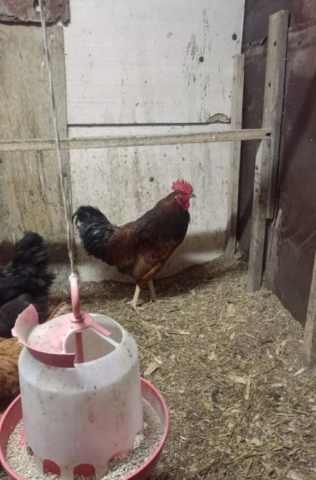 Продам курица и питуха 2+1