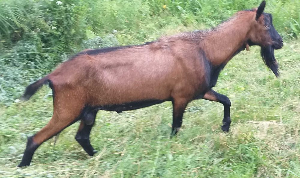 Tap alpin francez 2,5 ani