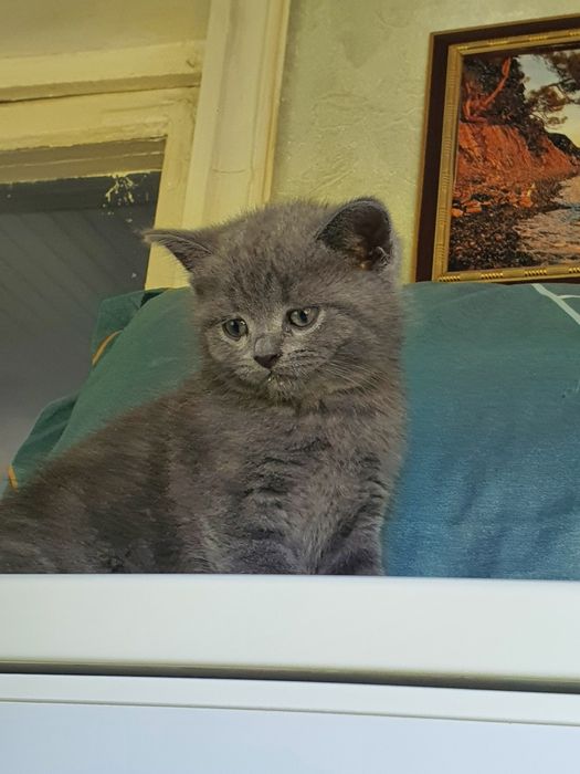 Скотиш страйт мальчик и девочка