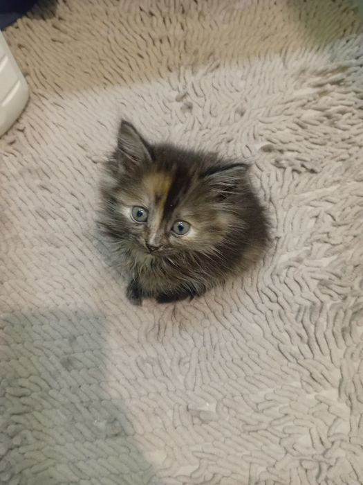 Котёнок продаётся