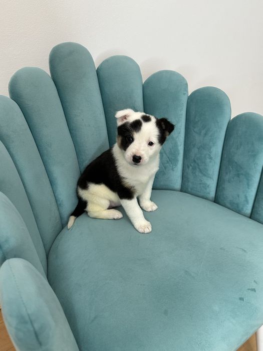 Отдам милого щенка в добрые руки