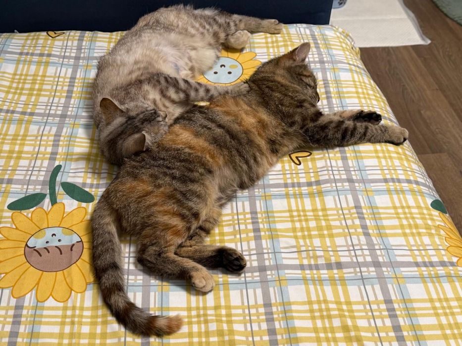 Ofer 2 pisici spre adoptie