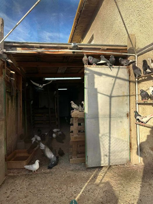 Продавам 80 гълъба -здраво и гледано ято