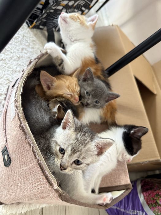 Котета търсят дом град Варна